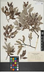 Foto von Salix lapponum L.